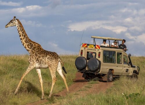 Masai Mara Budget Safaris: Affordable Adventures in Kenya’s Iconic Wildlife Destination